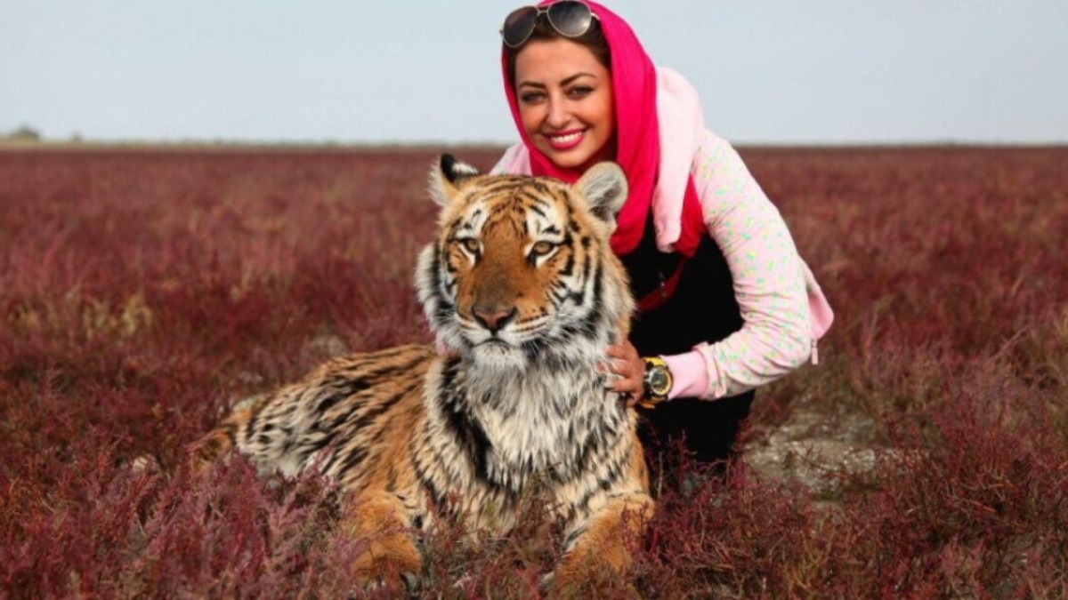 Maya Babre Mazandaran
